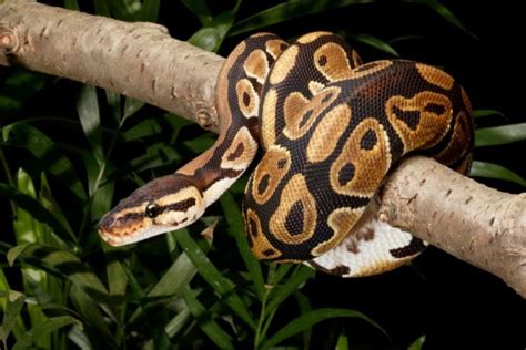 Big Ball Python Size Chart に対する画像結果