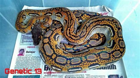 Toradh íomhá ar Reticulated Python Morphs Chart