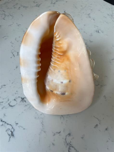 Image result for Conch Shell Instrument