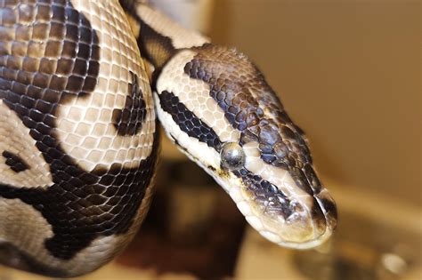 Image result for Normal Ball Python Eye