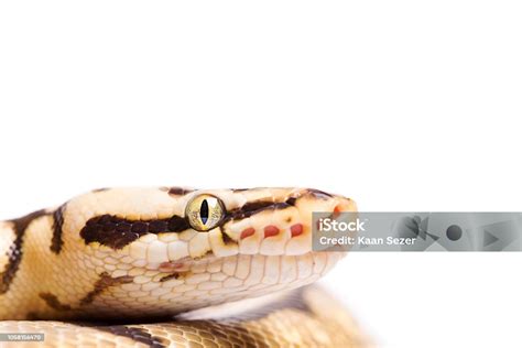 Image result for Python Head White Background