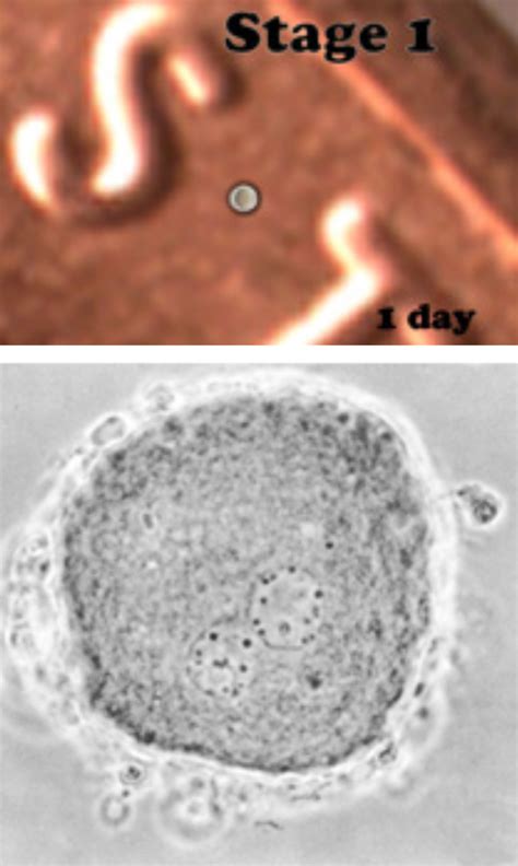 First Stage of Biological Development に対する画像結果