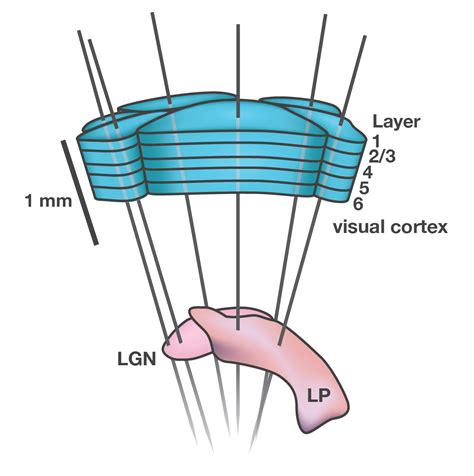 Image result for Visual Brain Coding