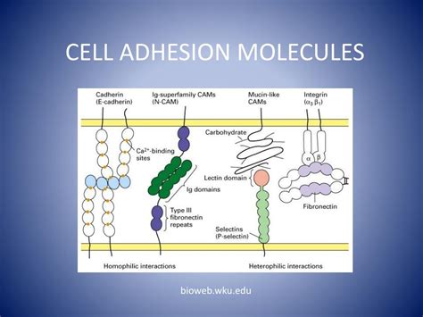 PPT - CHAPTER 3 PowerPoint Presentation, free download - ID:1858181