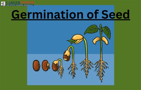 Image result for How Seeds Grow