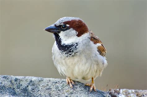 Bird Dog Keiser に対する画像結果