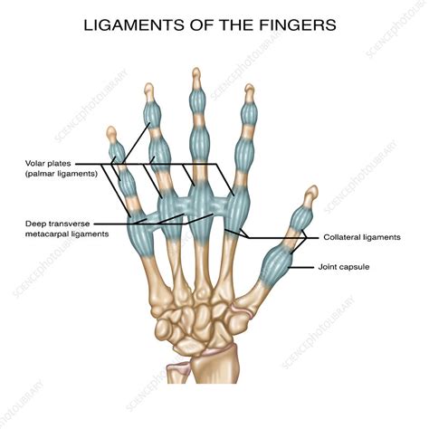 Image result for Hand Ligaments Diagram
