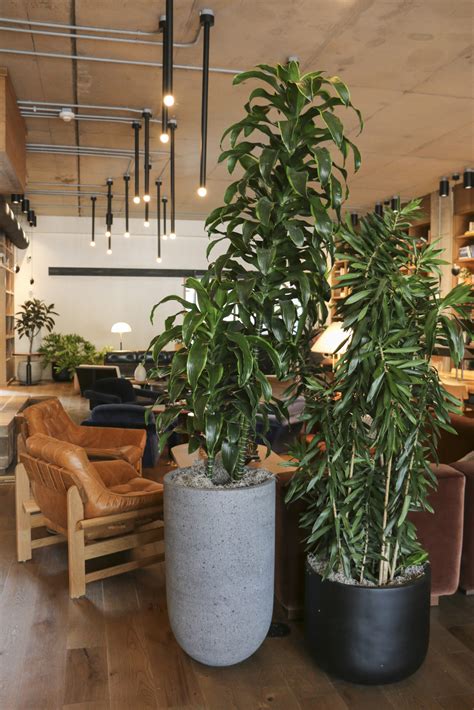 Image result for Plants Designgn