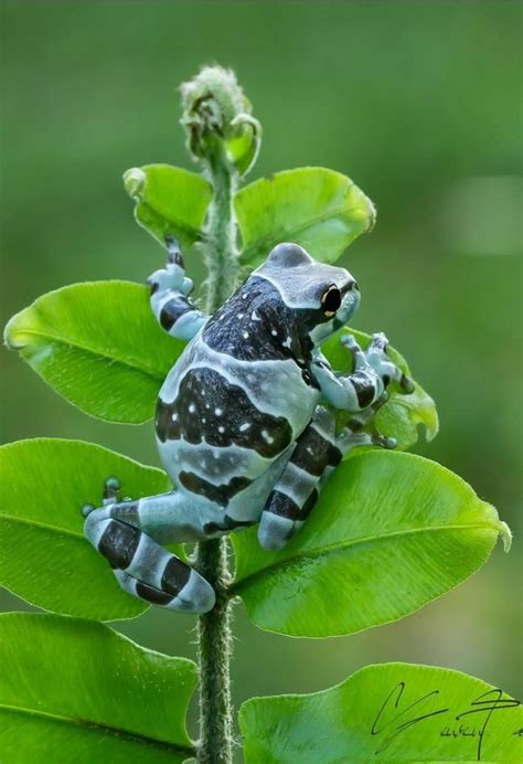 Image result for Most Amazing Frogs