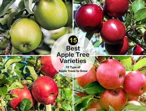 Image result for Tree Varieties