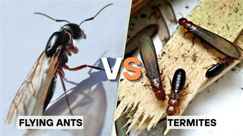 Flying Ants vs Termites に対する画像結果
