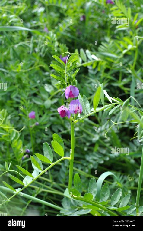 Toradh íomhá ar Vetch Root Grows Quick