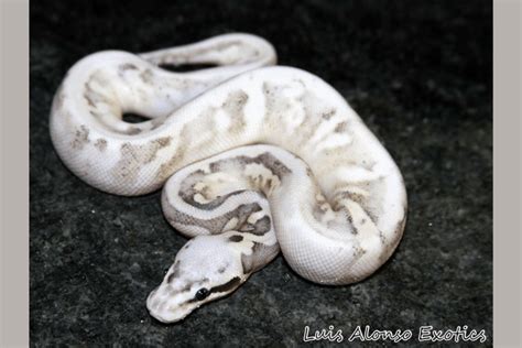 Image result for Ball Python Morph Pi