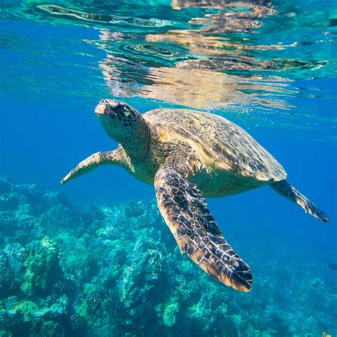 Turtle Wax Ceramic Teardrop Flag に対する画像結果