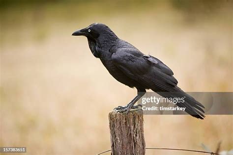 Crow Face に対する画像結果