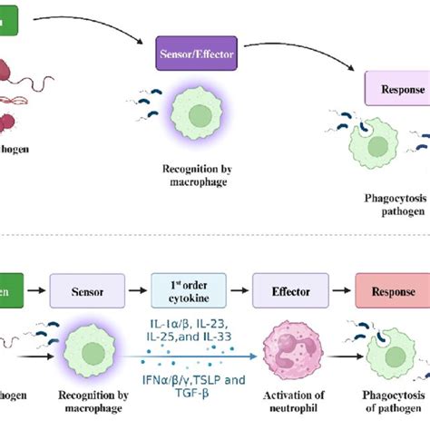 Image result for Innate Immunity Pathway