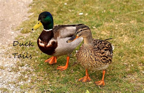 How Do Ducks Mate に対する画像結果