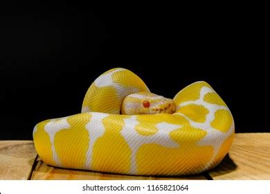 Image result for Cute Brown Python