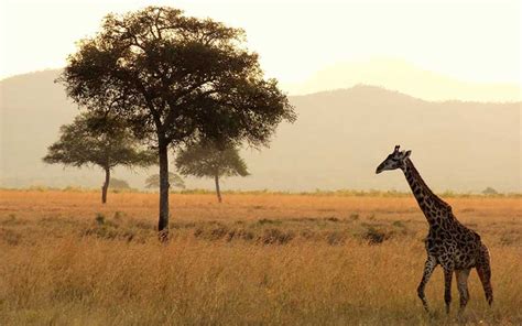 Giraffe Habitat and Distribution