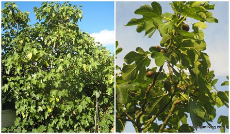 Image result for Fig Crops