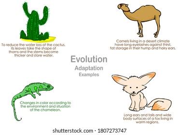 Image result for Example of Animal Evolution in Natural Selection