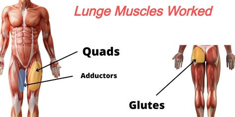 Afbeeldingsresultaten voor Muscles Used Walking