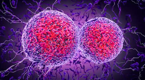 Image result for Splitting Cells Microscope