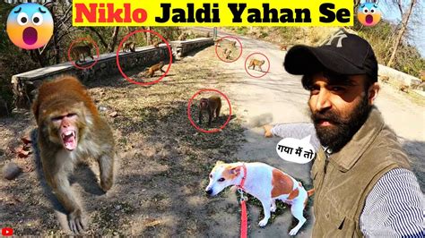 Toradh íomhá ar Jungle Village Monkeys