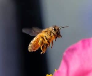 Buckfast Bees: Unveiling Their Unique Characteristics - Beekeeping 101