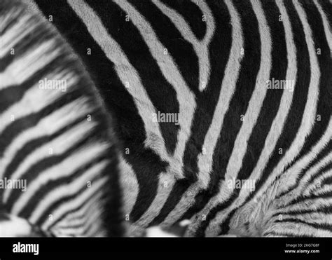 Zebra Skin Texture に対する画像結果