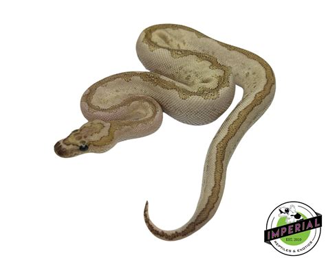 Image result for Bamboo Stranger Ball Python