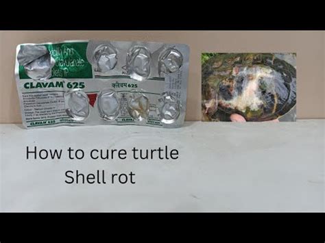 Image result for Turtle Shell Rot Cure