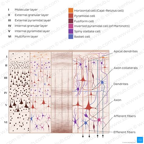 Afbeeldingsresultaten voor Columnar Organization of Visual Cortex Mouse