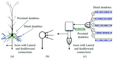 Image result for Biological Neuron Model