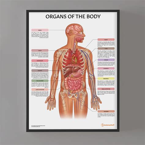 Image result for Human Body Image with Organs