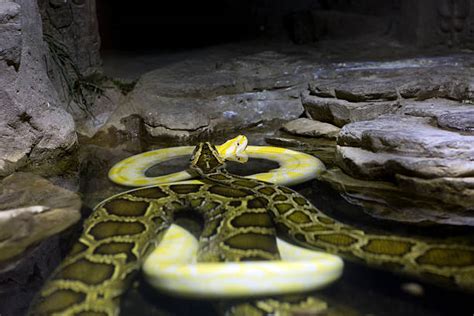 Image result for Hard Tiger vs Python