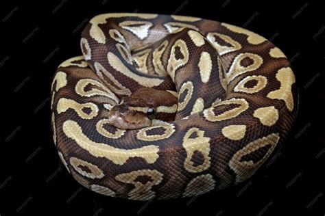 Image result for Digtal Python Curled Up Wallpaper