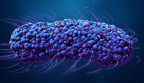 Image result for Typhoid Fever Disease