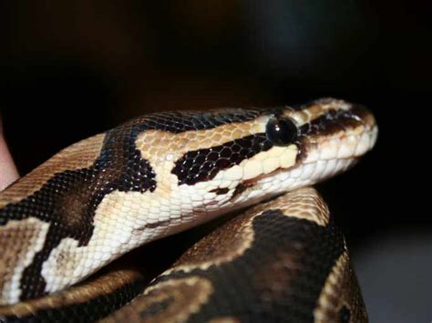 Toradh íomhá ar Royal Python Head