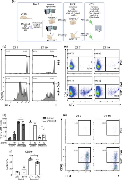Image result for T-cell Core Clock