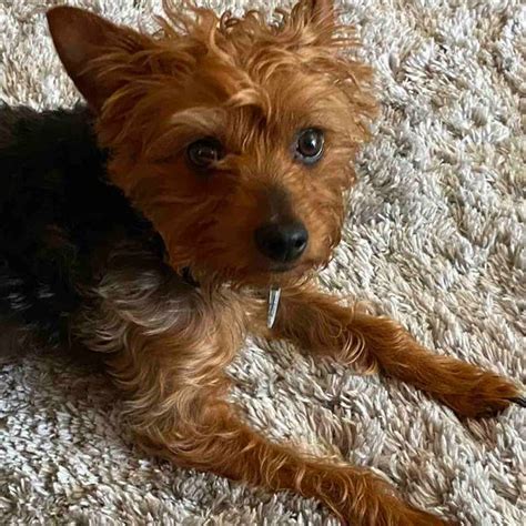 Image result for Adley Puppy