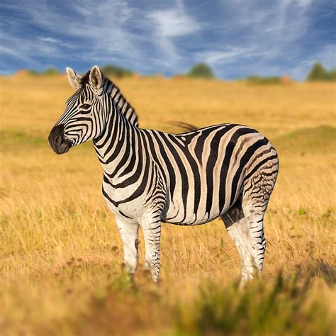 Image result for Zebra Gamer Kevin