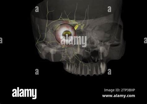 Image result for Visual Nerve