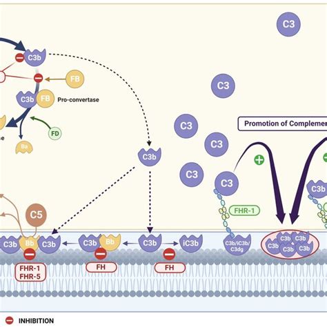 Image result for Handwritten Complement Pathway