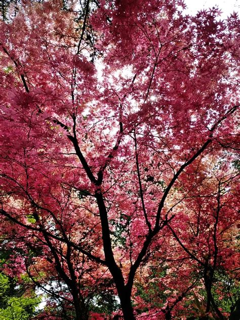 Image result for Fall Maple Tree Free Images