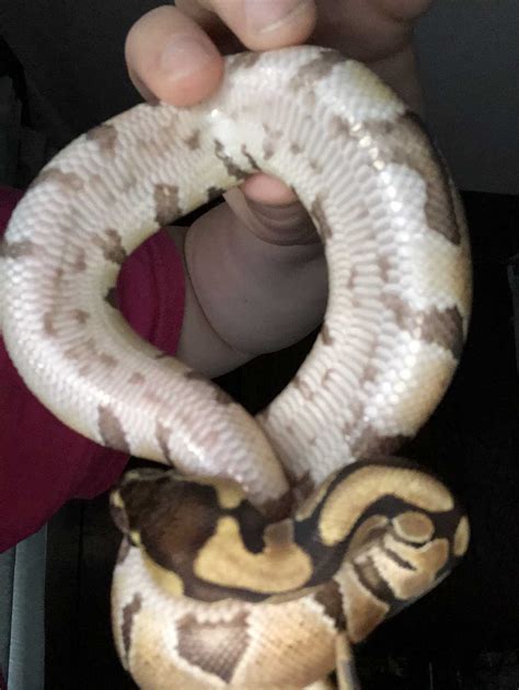 Ball Python Pink Belly: Everything You Need to Know - Vital Frog