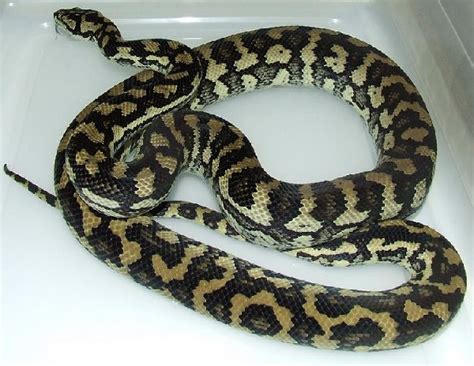 Toradh íomhá ar Jungle Carpet Python Decor