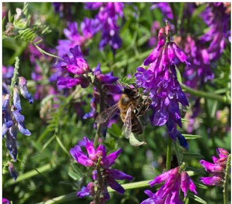 Image result for Vetch Root