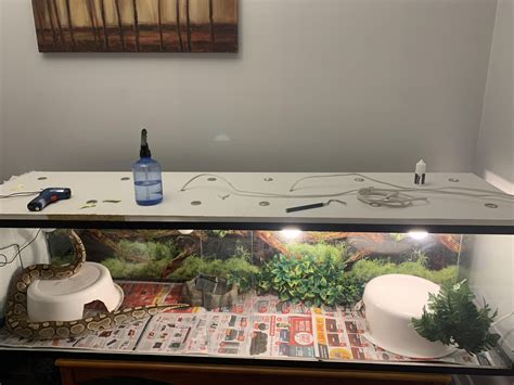 Image result for Ball Python Swimming