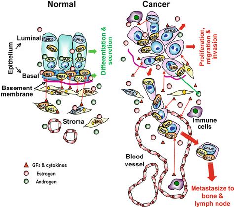 Image result for Estrogen Receptor Expression